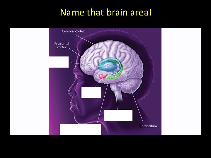 Name that brain area! 