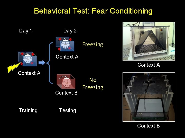 Behavioral Test: Fear Conditioning Day 1 Day 2 Freezing Context A Context B Training