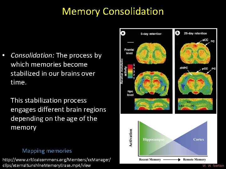 Memory Consolidation • Consolidation: The process by which memories become stabilized in our brains