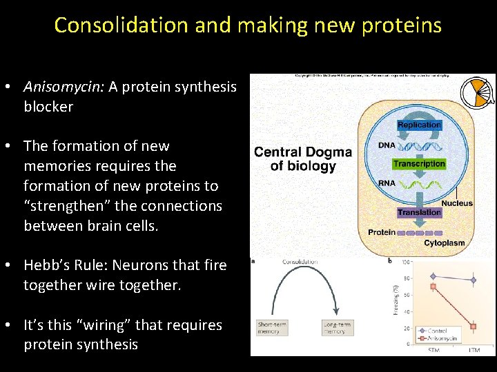 Consolidation and making new proteins • Anisomycin: A protein synthesis blocker • The formation