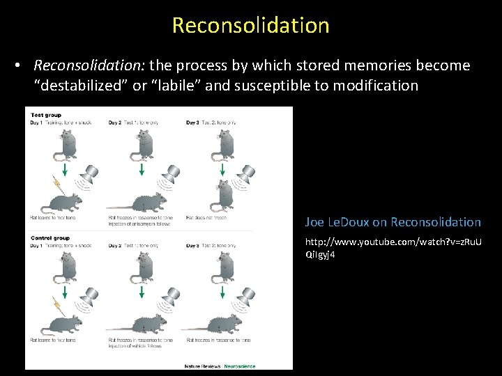 Reconsolidation • Reconsolidation: the process by which stored memories become “destabilized” or “labile” and