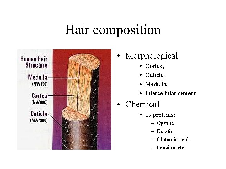 Hair composition • Morphological • • Cortex, Cuticle, Medulla. Intercellular cement • Chemical •