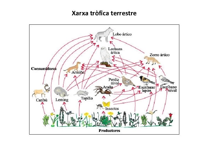 Xarxa tròfica terrestre 