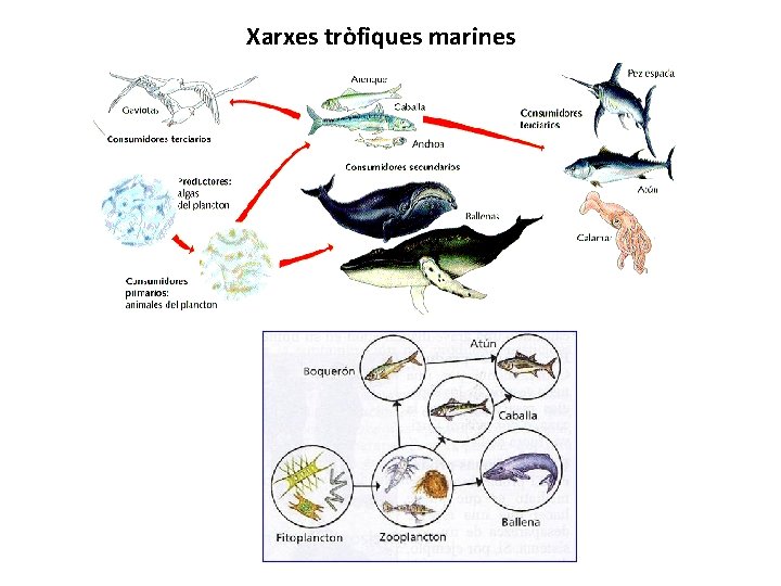 Xarxes tròfiques marines 