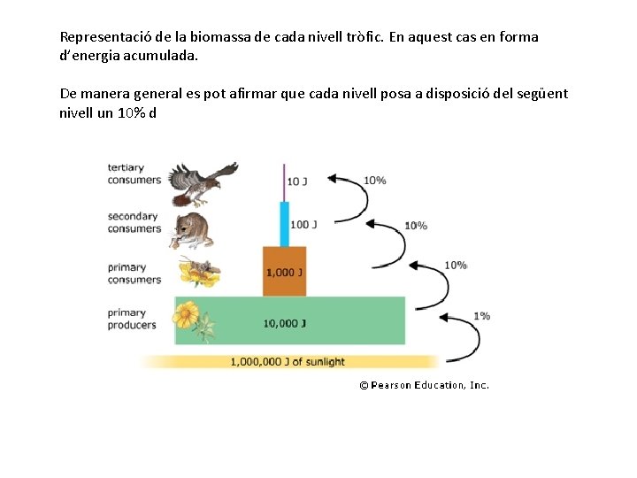 Representació de la biomassa de cada nivell tròfic. En aquest cas en forma d’energia