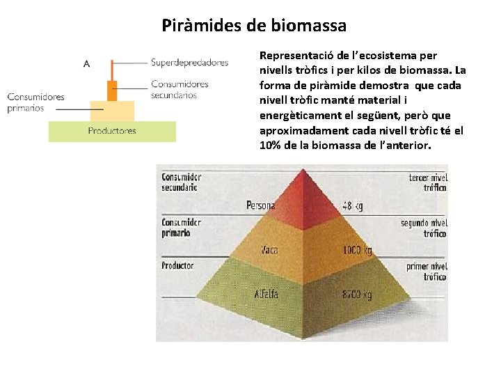 Piràmides de biomassa Representació de l’ecosistema per nivells tròfics i per kilos de biomassa.