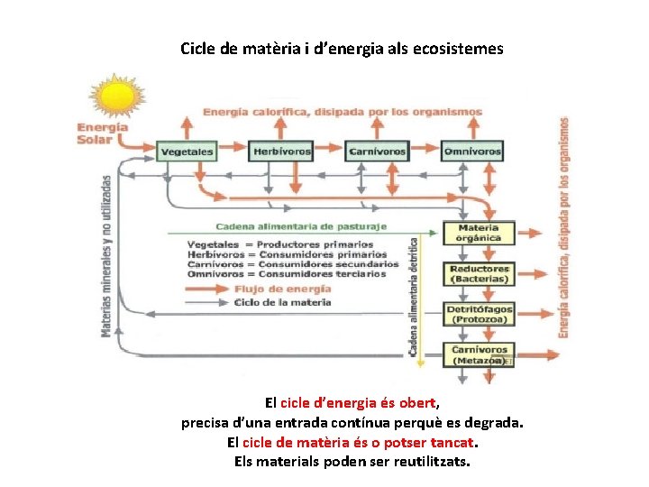 Cicle de matèria i d’energia als ecosistemes El cicle d’energia és obert, precisa d’una