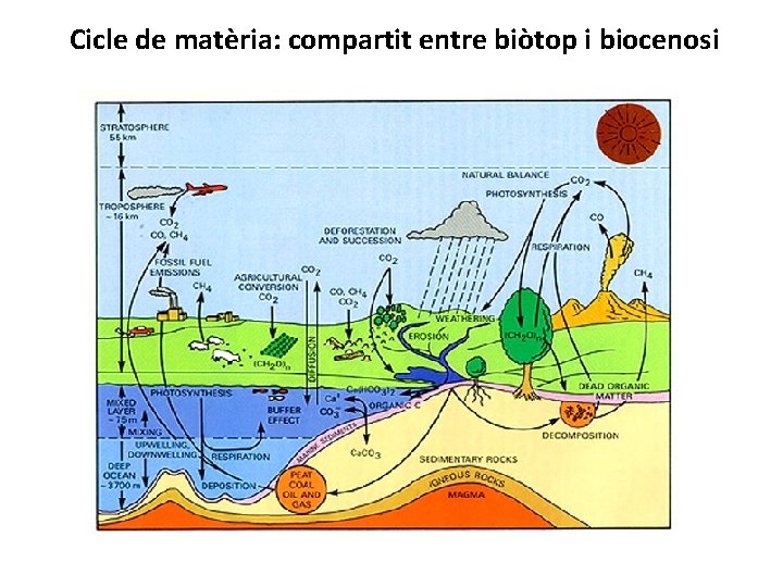Cicle de matèria: compartit entre biòtop i biocenosi 
