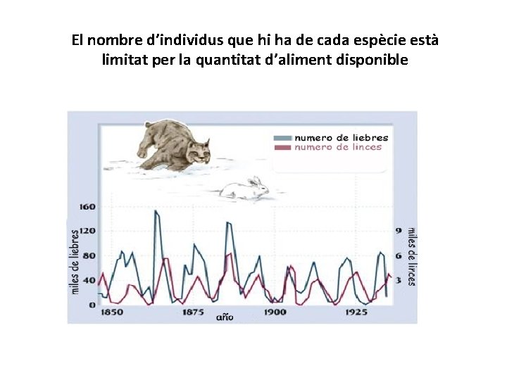 El nombre d’individus que hi ha de cada espècie està limitat per la quantitat