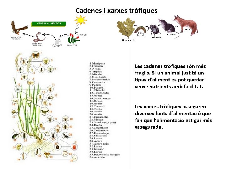 Cadenes i xarxes tròfiques Les cadenes tròfiques són més fràgils. Si un animal just