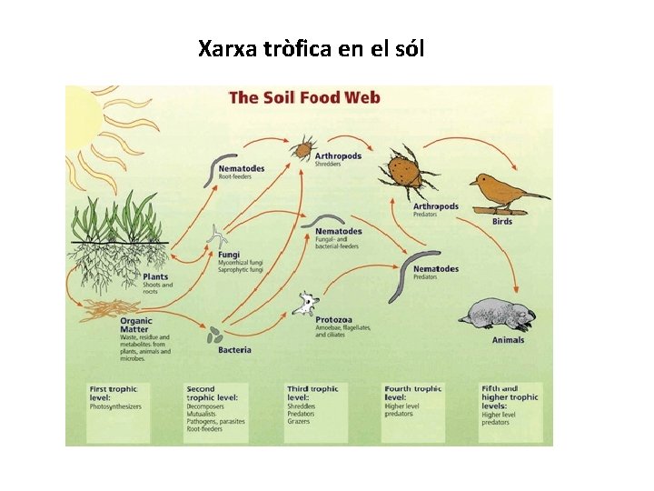 Xarxa tròfica en el sól 