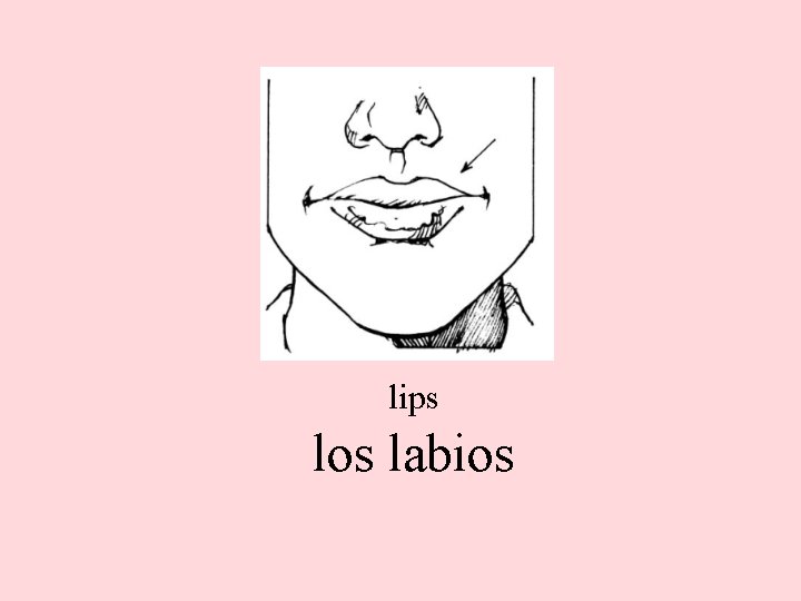 lips los labios 