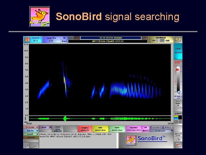 Sono. Bird signal searching 