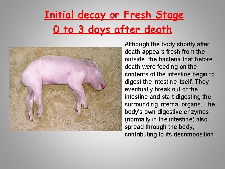 Initial decay or Fresh Stage 0 to 3 days after death Although the body