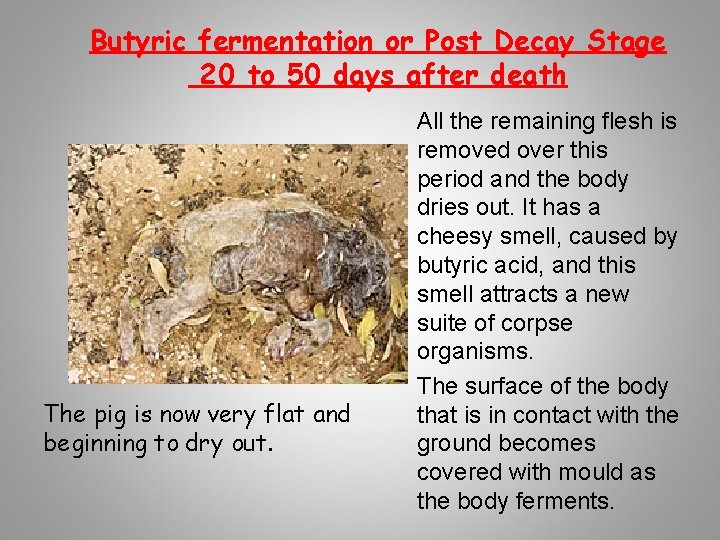 Butyric fermentation or Post Decay Stage 20 to 50 days after death The pig