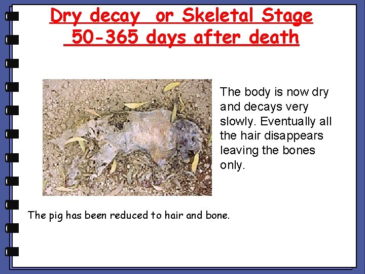 Dry decay or Skeletal Stage 50 -365 days after death The body is now