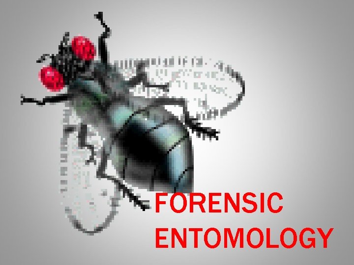 FORENSIC ENTOMOLOGY 