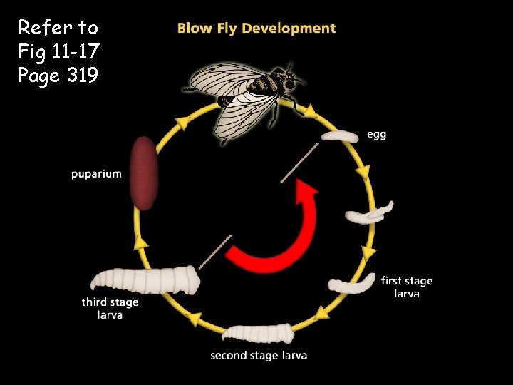 Refer to Fig 11 -17 Page 319 