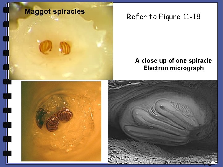 Maggot spiracles Refer to Figure 11 -18 A close up of one spiracle Electron