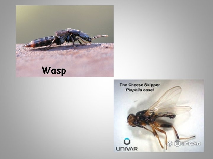 Wasp 