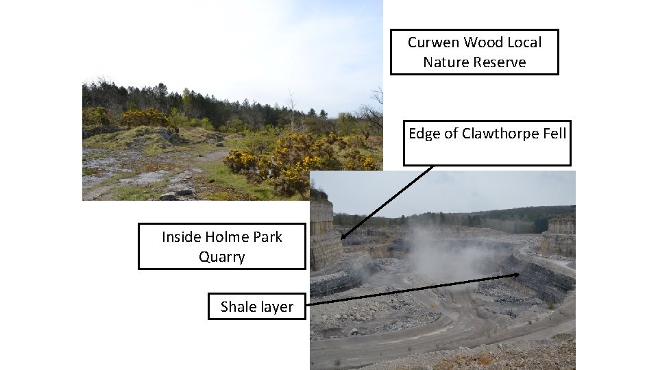 Curwen Wood Local Nature Reserve Edge of Clawthorpe Fell Inside Holme Park Quarry Shale