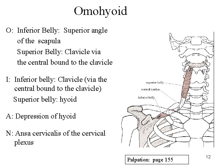 Omohyoid O: Inferior Belly: Superior angle of the scapula Superior Belly: Clavicle via the