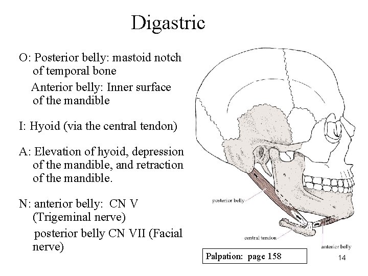 Digastric O: Posterior belly: mastoid notch of temporal bone Anterior belly: Inner surface of