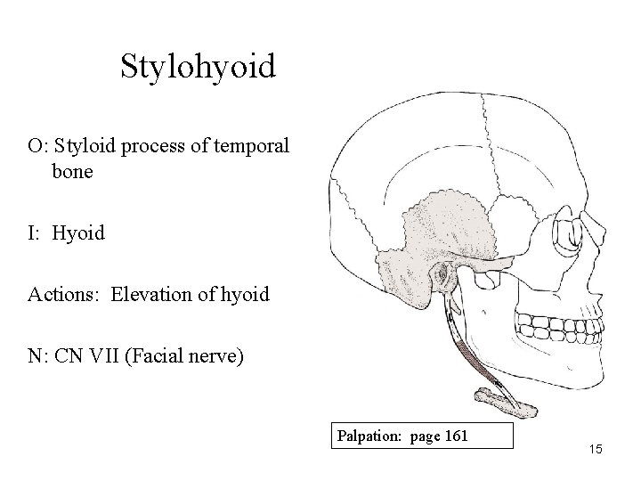 Stylohyoid O: Styloid process of temporal bone I: Hyoid Actions: Elevation of hyoid N: