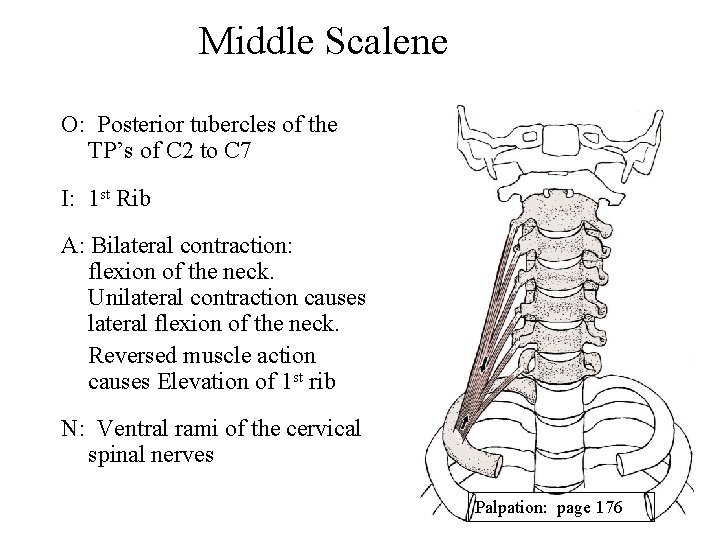 Middle Scalene O: Posterior tubercles of the TP’s of C 2 to C 7