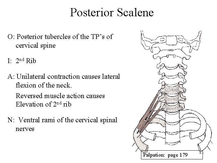 Posterior Scalene O: Posterior tubercles of the TP’s of cervical spine I: 2 nd