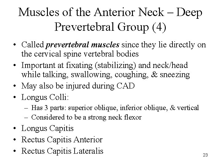 Muscles of the Anterior Neck – Deep Prevertebral Group (4) • Called prevertebral muscles