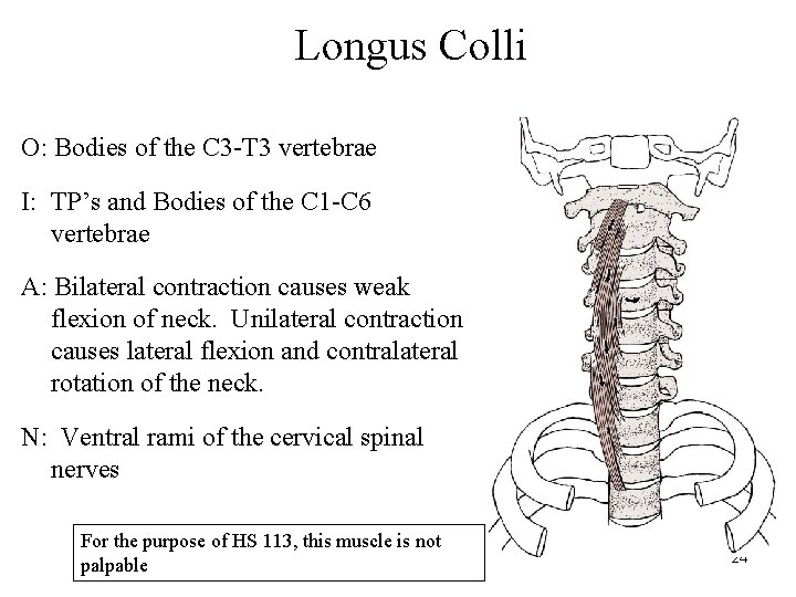 Longus Colli O: Bodies of the C 3 -T 3 vertebrae I: TP’s and