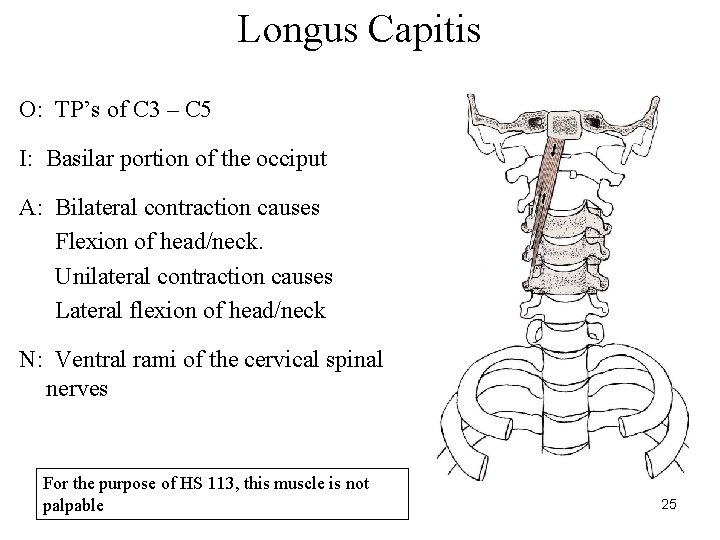 Longus Capitis O: TP’s of C 3 – C 5 I: Basilar portion of