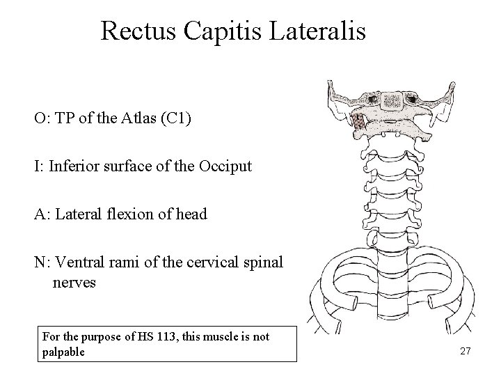 Rectus Capitis Lateralis O: TP of the Atlas (C 1) I: Inferior surface of