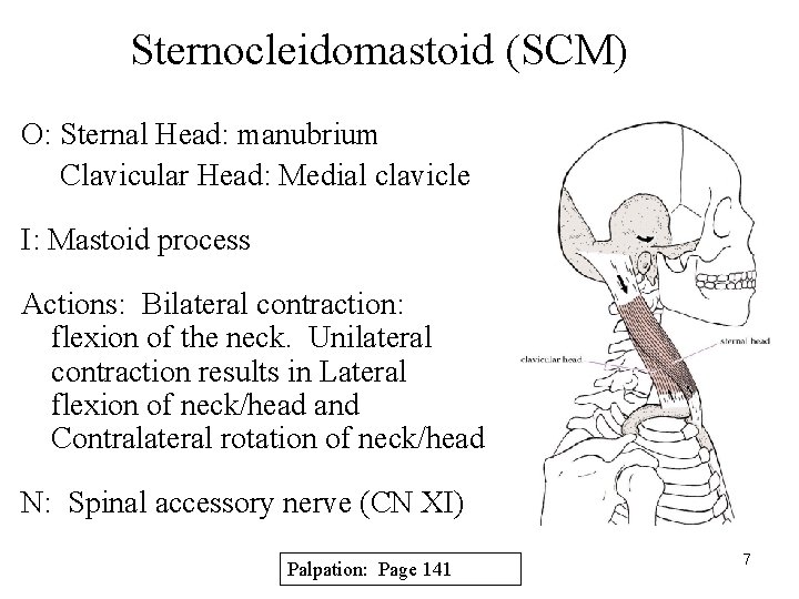 Sternocleidomastoid (SCM) O: Sternal Head: manubrium Clavicular Head: Medial clavicle I: Mastoid process Actions: