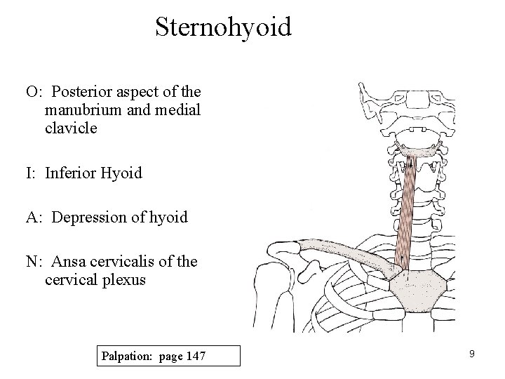 Sternohyoid O: Posterior aspect of the manubrium and medial clavicle I: Inferior Hyoid A: