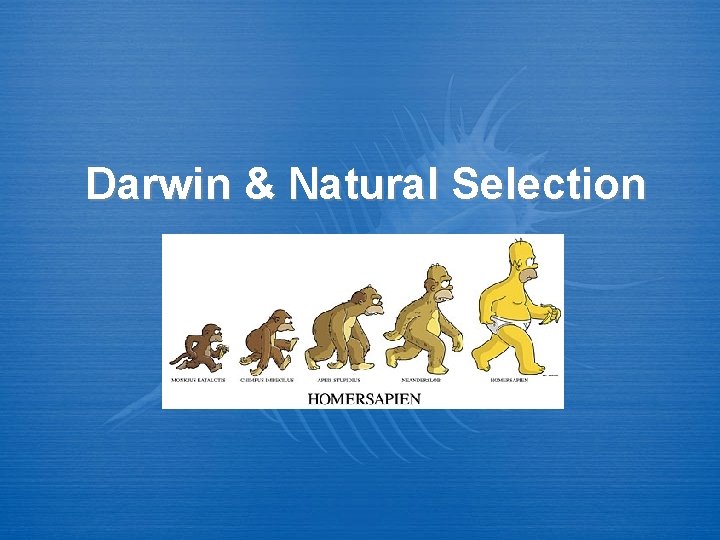 Darwin & Natural Selection 