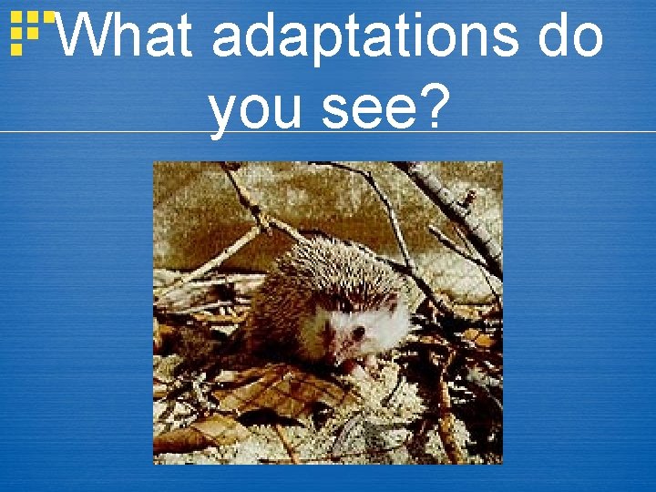 What adaptations do you see? 