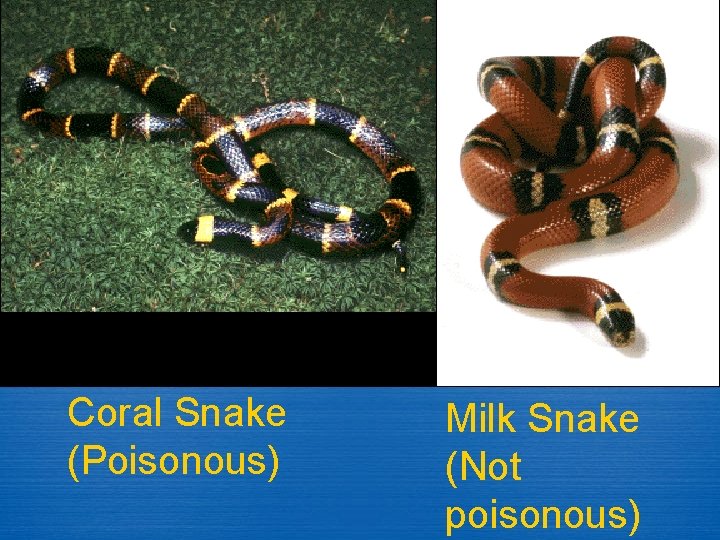 Coral Snake (Poisonous) Milk Snake (Not poisonous) 