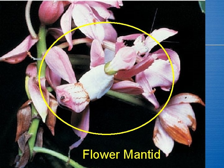 Flower Mantid 