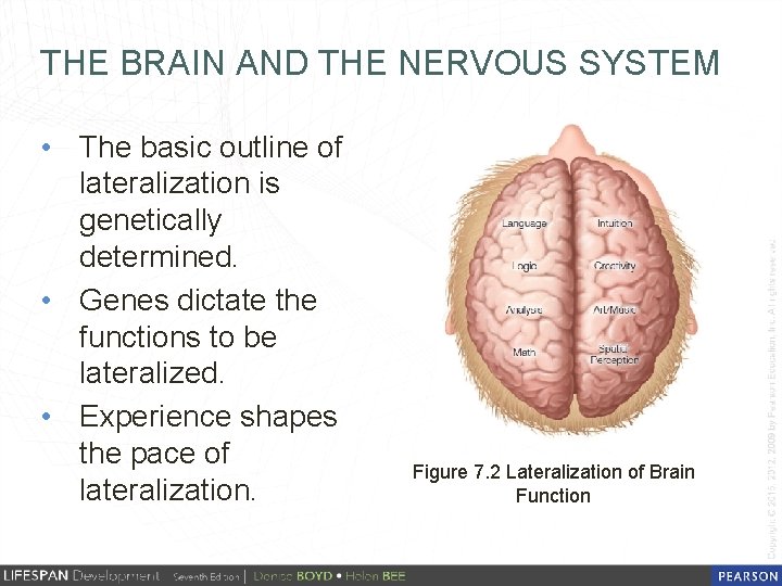 THE BRAIN AND THE NERVOUS SYSTEM • The basic outline of lateralization is genetically