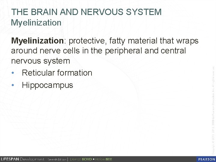 THE BRAIN AND NERVOUS SYSTEM Myelinization: protective, fatty material that wraps around nerve cells