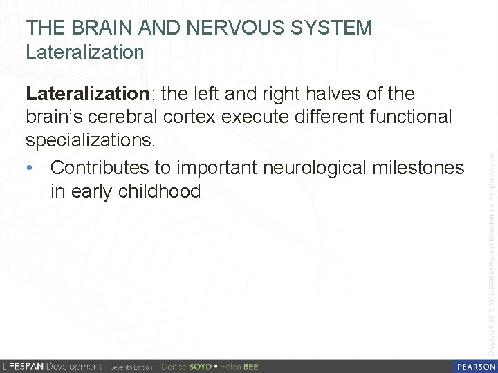 THE BRAIN AND NERVOUS SYSTEM Lateralization: the left and right halves of the brain’s