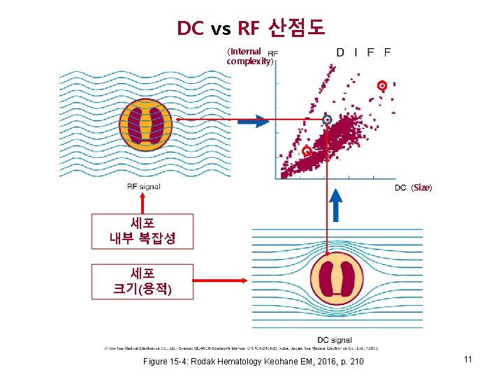 DC vs RF 산점도 (Internal complexity) (Size) 세포 내부 복잡성 세포 크기(용적) Figure 15