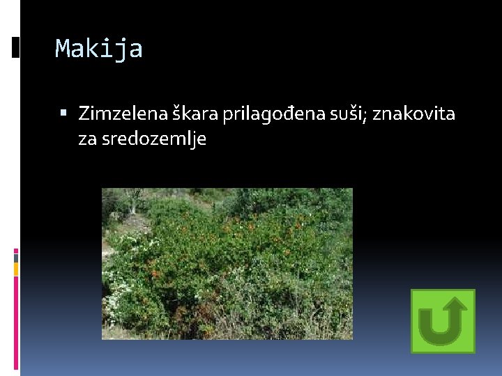 Makija Zimzelena škara prilagođena suši; znakovita za sredozemlje Makija Zimzelena škara prilagođena suši; znakovita za sredozemlje