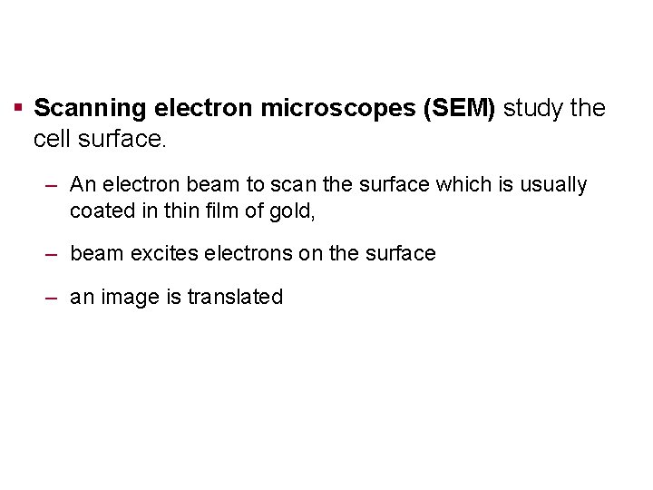 § Scanning electron microscopes (SEM) study the cell surface. – An electron beam to