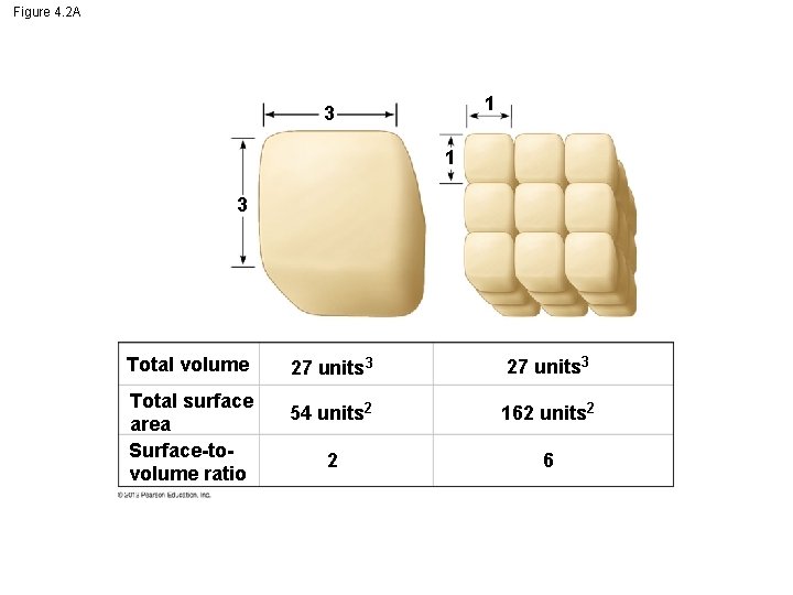 Figure 4. 2 A 1 3 Total volume Total surface area Surface-tovolume ratio 27