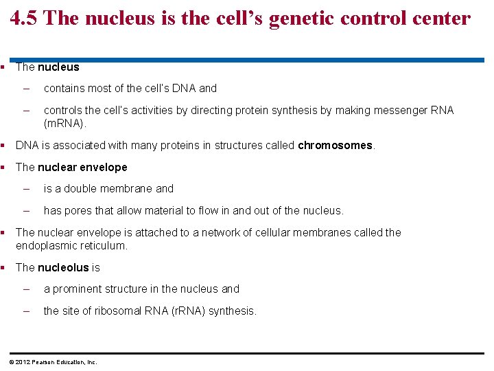 4. 5 The nucleus is the cell’s genetic control center § The nucleus –