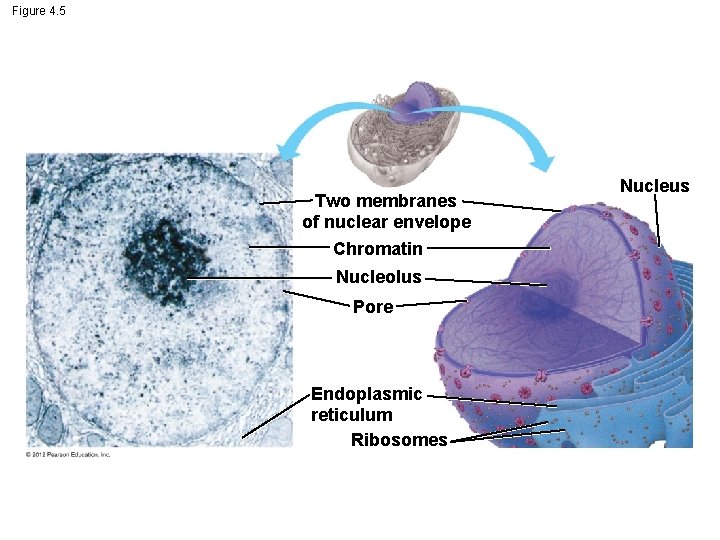 Figure 4. 5 Two membranes of nuclear envelope Chromatin Nucleolus Pore Endoplasmic reticulum Ribosomes