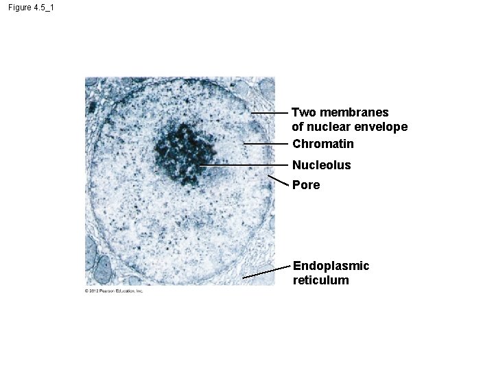 Figure 4. 5_1 Two membranes of nuclear envelope Chromatin Nucleolus Pore Endoplasmic reticulum 